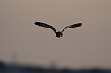 David Plant Photography - Wildlife Photographer - Short-eared owl - C